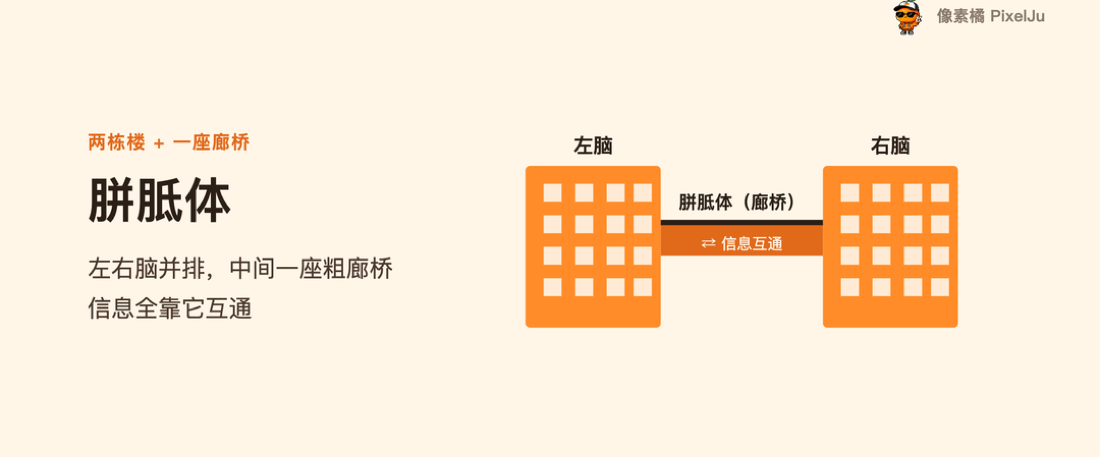 左右脑像两栋楼，胼胝体是中间的廊桥