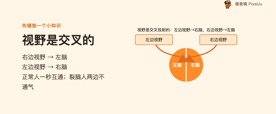 视野是交叉投射的
