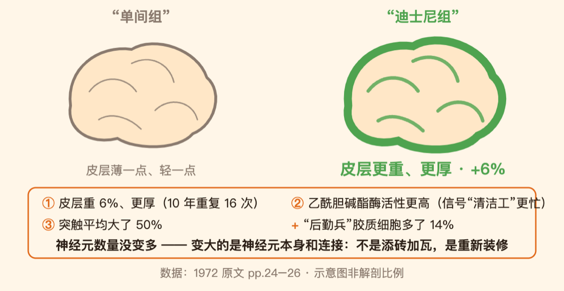皮层对比：变大的是连接和后勤，不是神经元数量