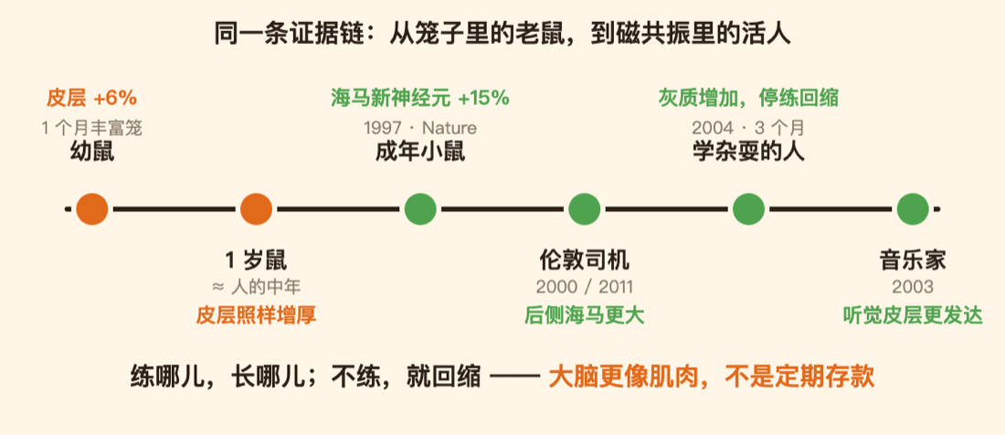 从幼鼠到伦敦司机：终身可塑时间轴
