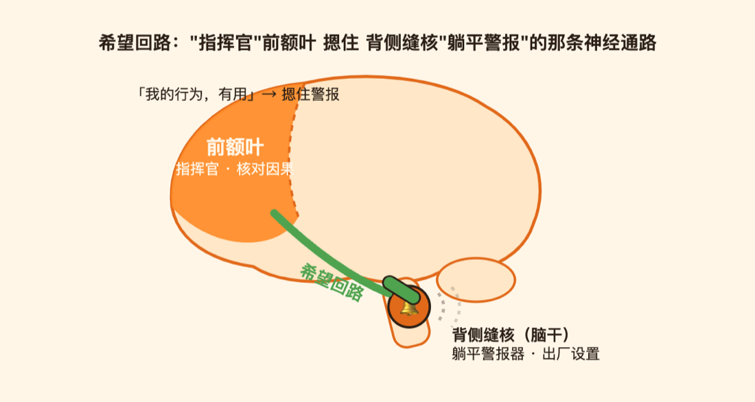希望回路:前额叶探测到"有用",就摁住深处的报警系统